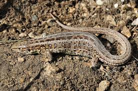 Attēlu rezultāti vaicājumam “Lacerta agilis female”