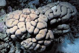 Attēlu rezultāti vaicājumam “Cetrelia sp.”