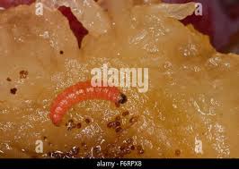 Attēlu rezultāti vaicājumam “Grapholita funebrana larva”