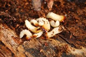 Attēlu rezultāti vaicājumam “Cantharis fusca larva”