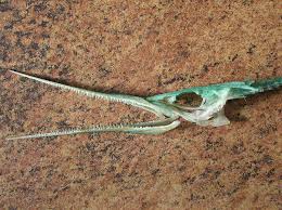 Attēlu rezultāti vaicājumam “Belone belone”