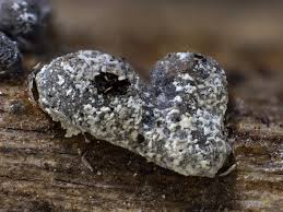 Attēlu rezultāti vaicājumam “Badhamia affinis”