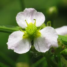 Attēlu rezultāti vaicājumam “Alisma plantago-aquatica flower”