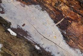 Attēlu rezultāti vaicājumam “Basidiodendron”