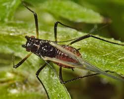 Attēlu rezultāti vaicājumam “Macrosiphoniella millefolii”