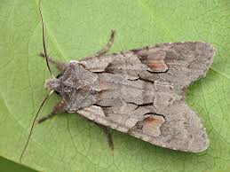 Attēlu rezultāti vaicājumam “Lithophane furcifera”