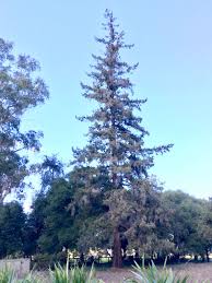 Attēlu rezultāti vaicājumam “Pseudotsuga menziesii”