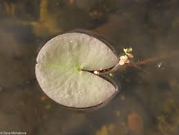 Attēlu rezultāti vaicājumam “Nymphaea candida leaf”