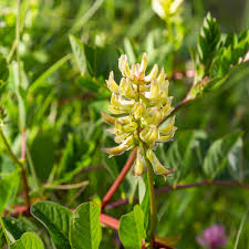 Attēlu rezultāti vaicājumam “Astragalus glycyphyllos flower”