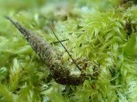 Attēlu rezultāti vaicājumam “Machilidae”