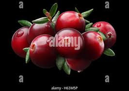 Attēlu rezultāti vaicājumam “Oxycoccus leaf”