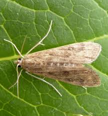 Attēlu rezultāti vaicājumam “Parapoynx stratiotata male”