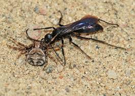 Attēlu rezultāti vaicājumam “Pompilidae”