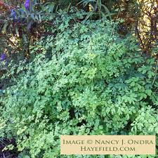 Image result for Adlumia fungosa