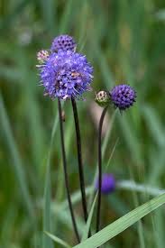 Image result for Succisa pratensis