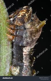 Attēlu rezultāti vaicājumam “Thyatira batis”