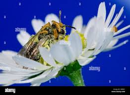 Attēlu rezultāti vaicājumam “Meloe sp. larva”