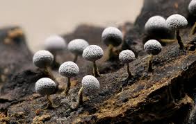 Attēlu rezultāti vaicājumam “Physarum leucophaeum sessile”