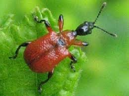 Attēlu rezultāti vaicājumam “Apoderus coryli”