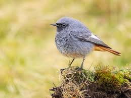 Attēlu rezultāti vaicājumam “Phoenicurus ochruros female”