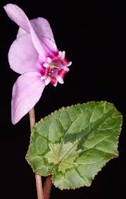 Attēlu rezultāti vaicājumam “Cyclamen hederifolium”