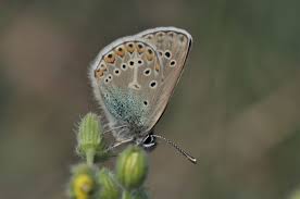 Attēlu rezultāti vaicājumam “Eumedonia eumedon underside”