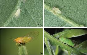 Attēlu rezultāti vaicājumam “Licea pygmaea sessile”