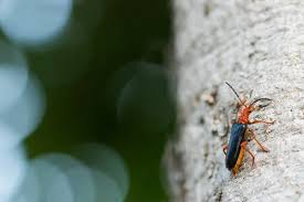 Attēlu rezultāti vaicājumam “Rhamnusium bicolor”