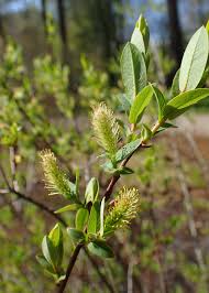Attēlu rezultāti vaicājumam “Salix myrtilloides”