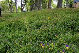 Attēlu rezultāti vaicājumam “Melampyrum nemorosum leaf”