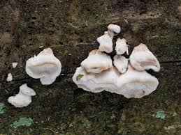 Attēlu rezultāti vaicājumam “Postia undosa”