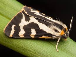 Attēlu rezultāti vaicājumam “Parasemia plantaginis female”