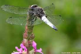 Attēlu rezultāti vaicājumam “Libellula fulva”