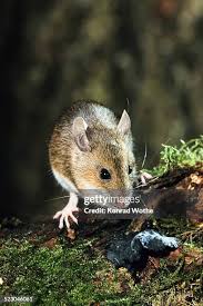 Attēlu rezultāti vaicājumam “Apodemus flavicollis”