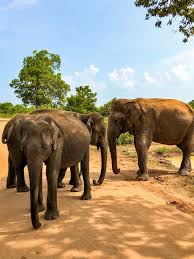 Image result for Яла заповедник