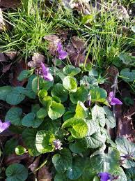 Attēlu rezultāti vaicājumam “Viola canina flower”