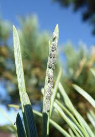 Attēlu rezultāti vaicājumam “Schizolachnus pineti”