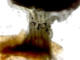Attēlu rezultāti vaicājumam “Didymium squamulosum stalked”