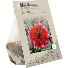 Image result for Dahlia Darkarin`