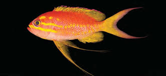 Attēlu rezultāti vaicājumam “Anthyllis arenaria”