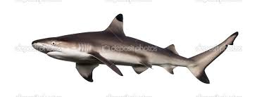 Image result for Carcharhinus melanopterus