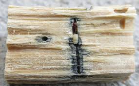 Attēlu rezultāti vaicājumam “Scolytus ratzeburgi”