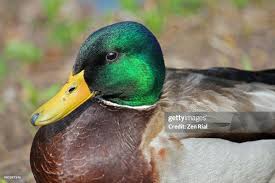 Attēlu rezultāti vaicājumam “Anas platyrhynchos”