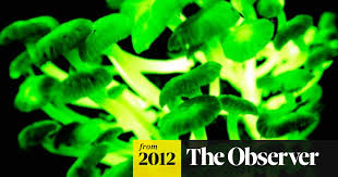 Attēlu rezultāti vaicājumam “Mycena”