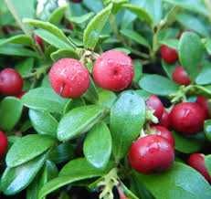 Attēlu rezultāti vaicājumam “Exobasidium uvae-ursi”