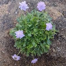 Image result for Scabiosa col.`Butterfly Blue`