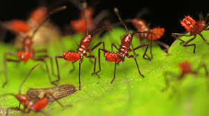 Attēlu rezultāti vaicājumam “Thecabius affinis nymph”