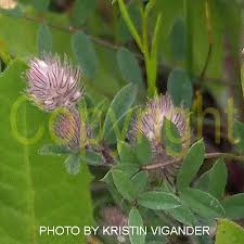 Attēlu rezultāti vaicājumam “Trifolium arvense leaf”