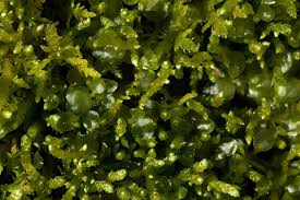 Attēlu rezultāti vaicājumam “Rhizomnium punctatum sporophyte”