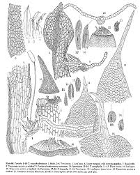 Attēlu rezultāti vaicājumam “Tortula lingulata macro”
